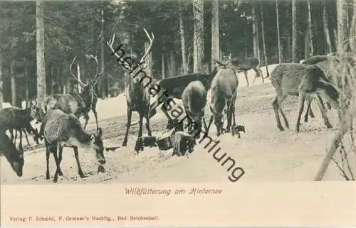 Jagd - Wildfütterung am Hintersee - Künstleransichtskarte ca. 1900