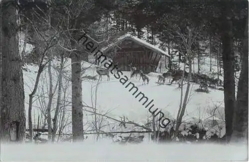 Jagd - Wildfütterung - Foto-Ansichtskarte 1901 - N. Küss Mariazell