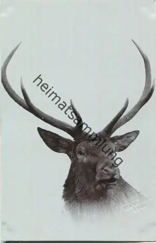 Jagd - Hirsch - Foto-Ansichtskarte 1901 - N. Küss Mariazell