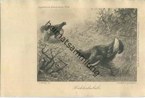 Jagd - Birkhahnbalz - signiert A. Mühlig - Künstleransichtskarte ca. 1900