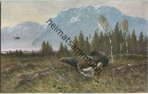 Jagd - Auerhahn - signiert Müller jun. München - Künstleransichtskarte ca. 1900 - coloriert