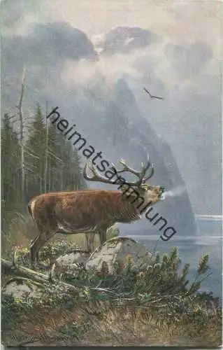 Jagd - Hirsch - signiert Müller jun. München - Künstleransichtskarte ca. 1900 - coloriert