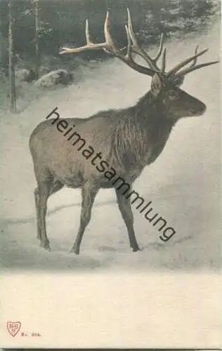 Jagd - Hirsch - Künstleransichtskarte ca. 1900 - coloriert