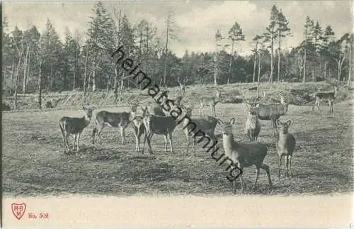 Jagd - Hirsche - Künstleransichtskarte ca. 1900