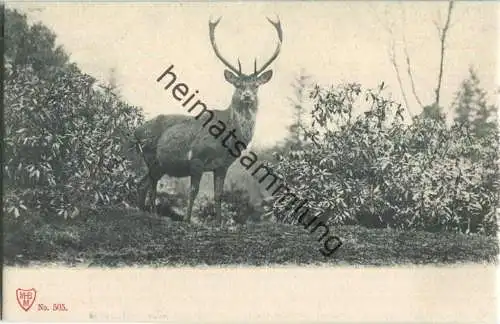 Jagd - Hirsch - Künstleransichtskarte ca. 1900