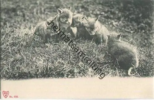 Jagd - Füchse - Künstleransichtskarte ca. 1900