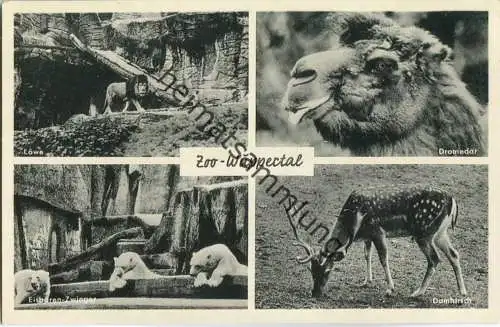 Wuppertal - Zoo - Dromedar