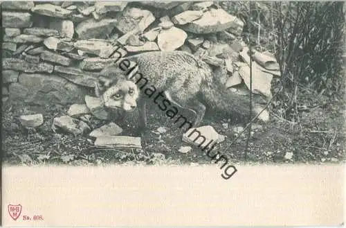 Jagd - Fuchs - Künstleransichtskarte ca. 1900