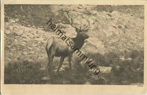 Jagd - Hirsch - Künstleransichtskarte ca. 1900