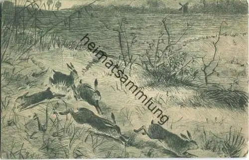 Jagd - Feldhasen - Künstleransichtskarte ca. 1900