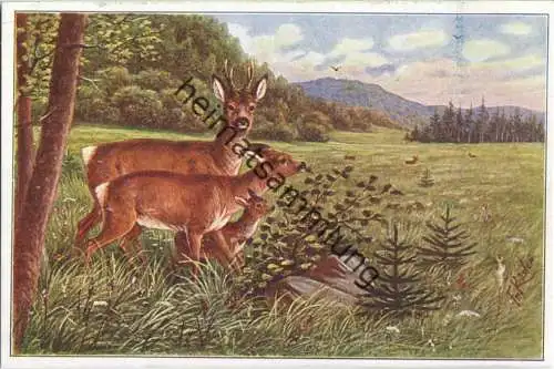 Jagd - Hirsch aus der Serie Thierfamilien - signiert Fr. Rösler - Künstleransichtskarte ca. 1900