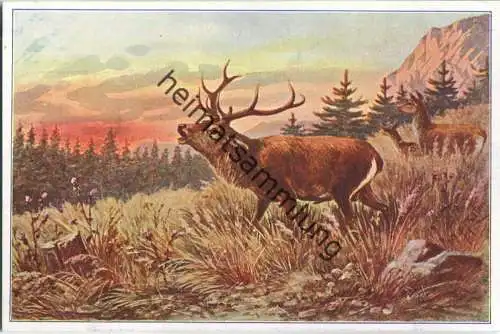 Jagd - Hirsch aus der Serie Thierfamilien - Künstleransichtskarte ca. 1900
