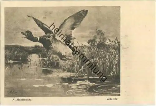 Jagd - A. Montemezzo - Wildente - Künstleransichtskarte ca. 1900