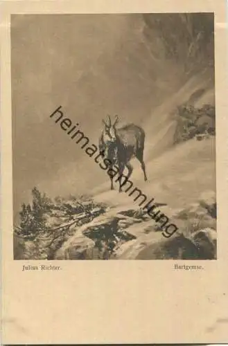 Jagd - Julius Richter - Bartgemse - Künstlerkarte ca. 1900