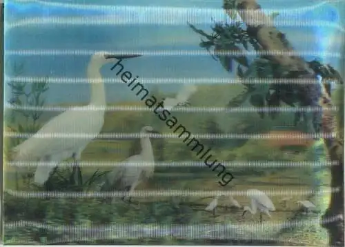 Vögel - Hologrammkarte - Visiorelief