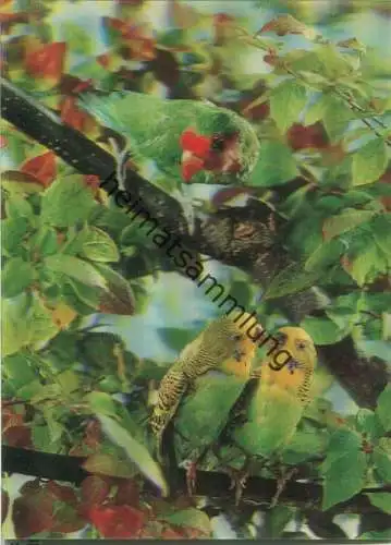 Les Perruches - Sittiche - Hologrammkarte - Visiorelief