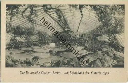 Berlin - Der Botanische Garten Berlin - Im Schauhaus der Viktoria regia