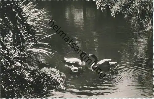 Berlin - Zoologischer Garten - Schwarzhalsschwanfamilie auf dem 'Vierwaldstättersee' - Foto-Ansichtskarte