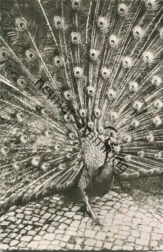 Berlin - Zoologischer Garten - Radschlagender Pfau - Foto-Ansichtskarte