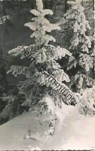 Altenberg - Verschneiter Bergwald - Foto-Ansichtskarte