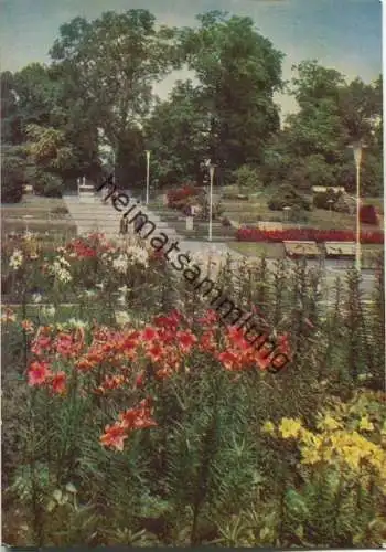 Erfurt - Internationale Gartenbauausstellung - Lilien im Irisgarten