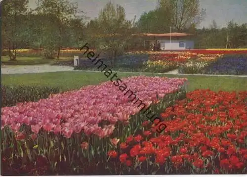 Erfurt - Internationale Gartenbauausstellung - Tulpenfelder