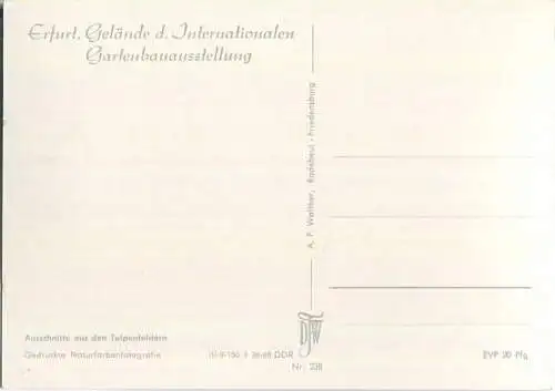 Erfurt - Internationale Gartenbauausstellung - Tulpenfelder