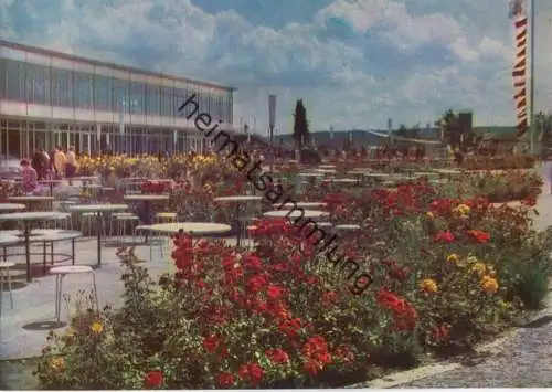 Erfurt - Internationale Gartenbauausstellung - Rosen vor der Hauptgaststätte