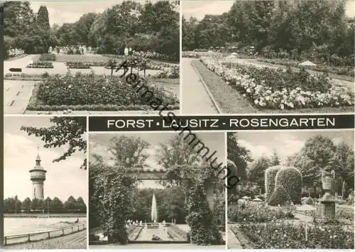 Forst / Lausitz - Rosengarten - Foto-Ansichtskarte