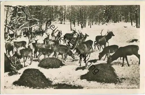 Oberstdorf - Wildfütterung - Foto-Ansichtskarte 30er Jahre