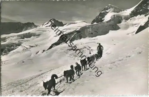 Jungfraujoch - Polarhunde - Foto-Ansichtskarte 50er Jahre