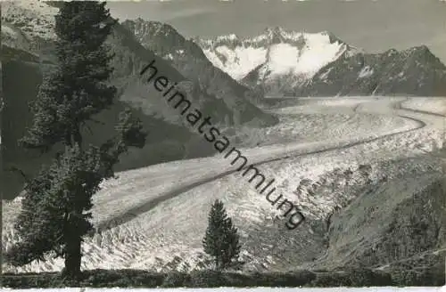 Aletschgletscher - Blick vom Aletschwald - Foto-Postkarte