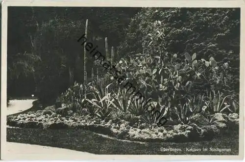 Überlingen - Kakteen im Stadtgarten - Foto-Ansichtskarte