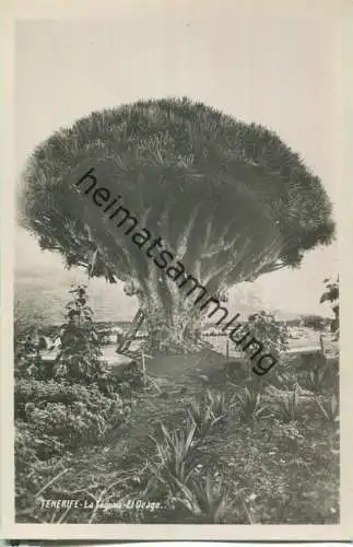 Tenerife - La Laguna EL Orago - Foto-Ansichtskarte