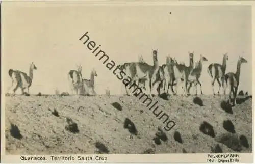 Santa Cruz - Guanacos - Foto-Ansichtskarte