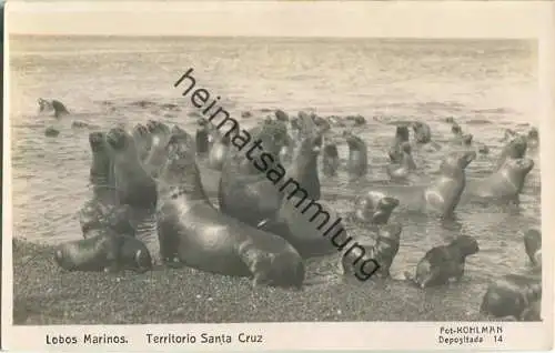 Santa Cruz - Lobos Marinos - Foto-Ansichtskarte