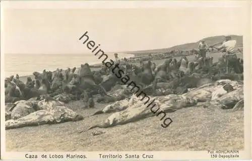 Santa Cruz - Caza de Lobos Marinos - Foto-Ansichtskarte