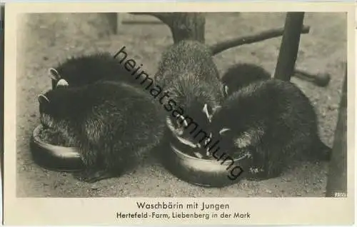 16775 Liebenberg i. Mark - Hertefeld-Farm - Waschbär mit Jungen - Foto-Ansichtskarte