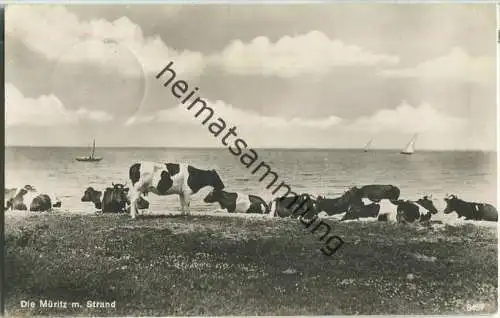 Müritz - Strand - Kühe - Foto-Ansichtskarte - Verlag H. Rubin & Co Dresden