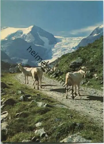 Vallee de Tourtemagne - Ziegen - Ansichtskarte Großformat