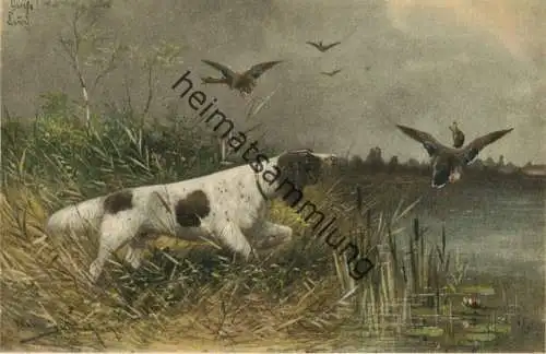 Jagdhund - Wildenten - Künstlerkarte signiert Müller jun. München - beschrieben 1902
