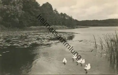 Neuglobsow - Am Dagow-See - Foto-AK 60er Jahre - Verlag VEB Bild und Heimat Reichenbach