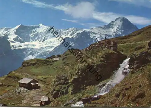 Grindelwald-First - Bachläger mit Fiescherhorn und Eiger - AK-Grossformat - Verlag H. Steinhauer Interlaken