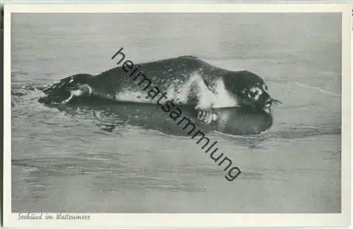 Seehund im Wattenmeer - Verlag Cramers Dortmund