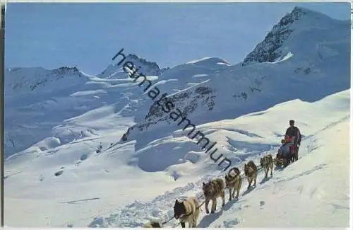 Jungfraujoch - Polarhunde