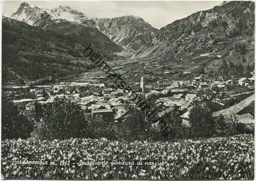 Bardonecchia - Smagliante fioritura di narcisi - Foto-AK Großformat - Vera Fotografia - Ediz. Amprimo Cartoleria