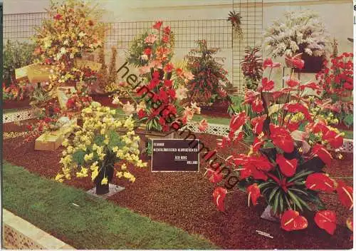 Berlin - Grüne Woche 1967 - Blumenhalle - Foto-Ansichtskarte