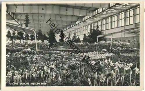 Berlin - Grüne Woche 1951 - Foto-Ansichtskarte