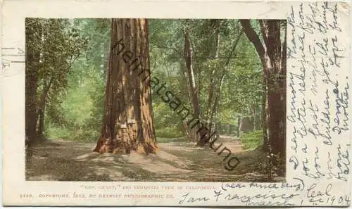 Gen. Grant - Big Redwood Tree of California - Copyright by Detroit Photographic Co. 1902 gel. 1904