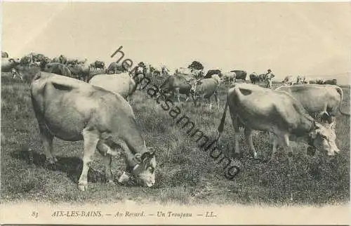 Aix-les-Bains - Au Revard - Un Troupeau